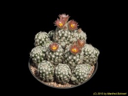 Escobaria snedii 2469